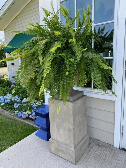 Last Day 40% OFF--UV Resistant Lifelike Artificial Boston Fern
