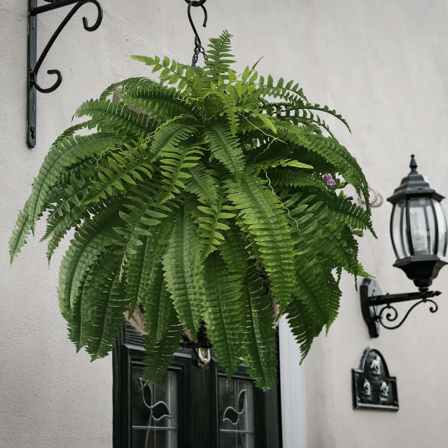 Last Day 40% OFF--UV Resistant Lifelike Artificial Boston Fern