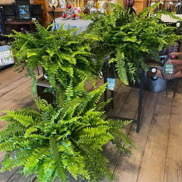 Last Day 40% OFF--UV Resistant Lifelike Artificial Boston Fern